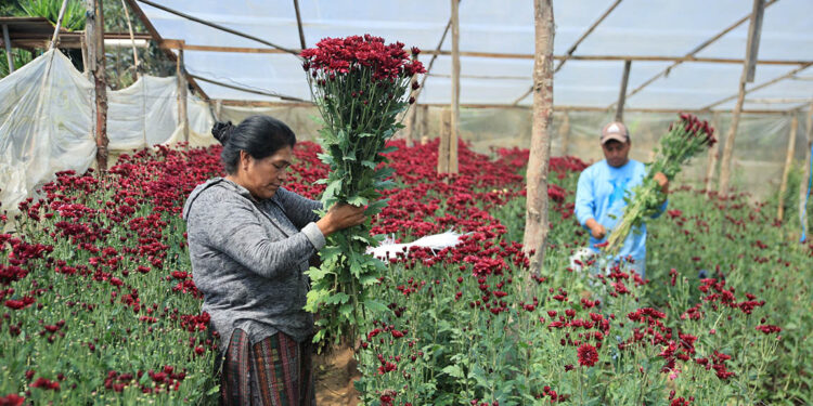 Floricultura impulsa empleo rural y fortalece exportaciones guatemaltecas