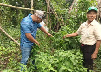 Fortalecen la producción agrícola en Melchor de Mencos
