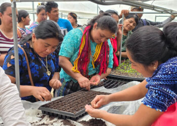 Fortalecen la producción de hortalizas en Cubulco mediante el manejo de piloneras