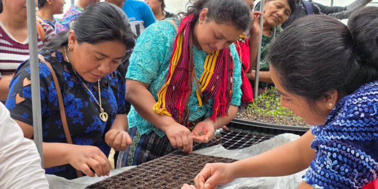 Fortalecen la producción de hortalizas en Cubulco mediante el manejo de piloneras