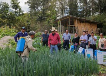Fortalecen producción con equipo y capacitación para 150 agricultores en Palencia