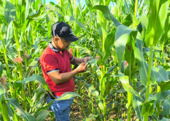 Identifican daños por humedad y bajas temperaturas
