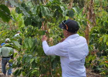 Impulsan competitividad del café en Chiquimula