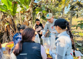 Impulsan el cultivo de hongo ostra en comunidades de Baja Verapaz