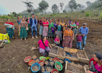 Impulsan el cultivo de papa en San Pedro Carchá