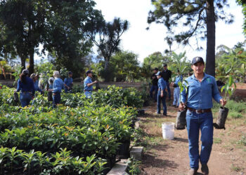 Impulsan formación especializada en injertación de frutales bajo el modelo “Aprender Haciendo”