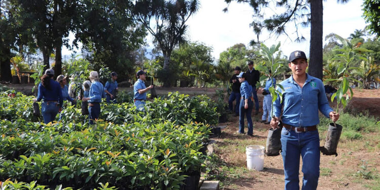 Impulsan formación especializada en injertación de frutales bajo el modelo “Aprender Haciendo”