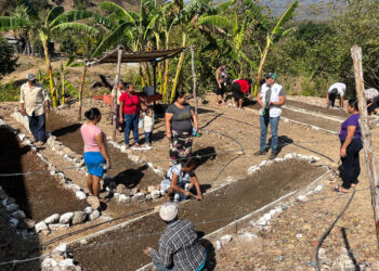 Impulsan huertos comunitarios para producir sus propios alimentos