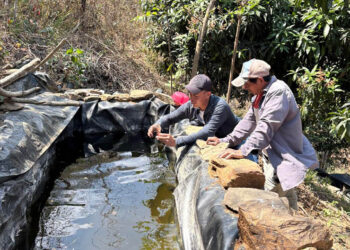 Impulsan la producción acuícola y hortícola en Huité