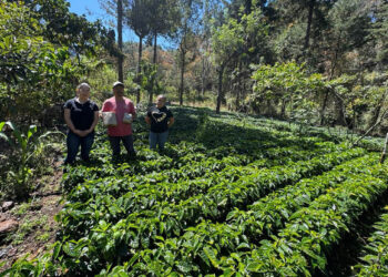 Impulsan producción de café con entrega de semilla certificada