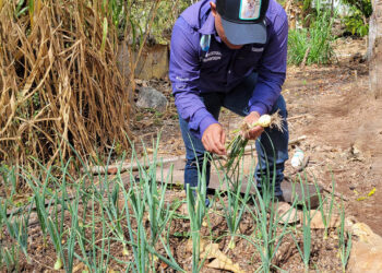 Impulsan producción tecnificada en cultivos de Quezaltepeque