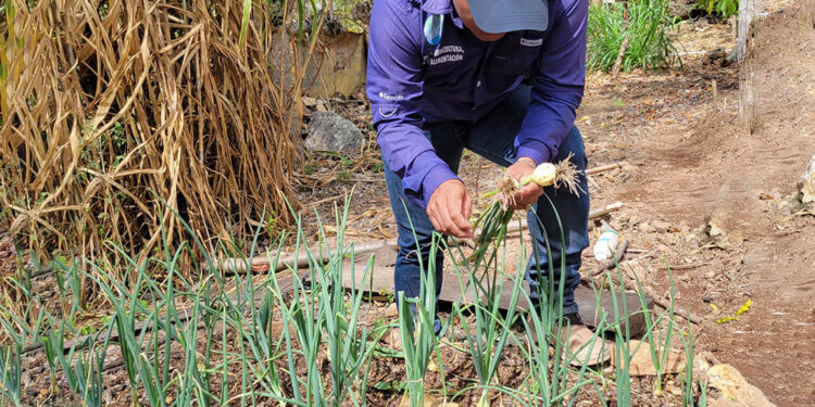 Impulsan producción tecnificada en cultivos de Quezaltepeque