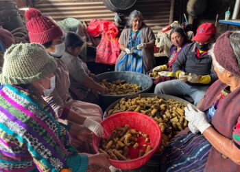 Impulso a la producción de hongo ostra en Salcajá
