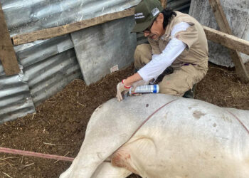 Inspeccionan más de seis mil animales en una semana en controles de Gusano Barrenador