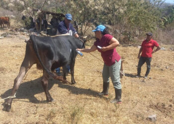 Jornada preventiva fortalece la salud del hato bovino en San Pablo La Laguna