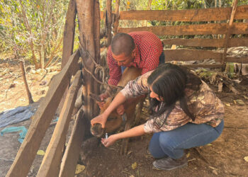 Jornada sanitaria mejora la salud y productividad porcina en Jalapa