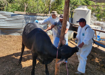 Jornada sanitaria refuerzan sanidad porcina y bovina en Villa Nueva