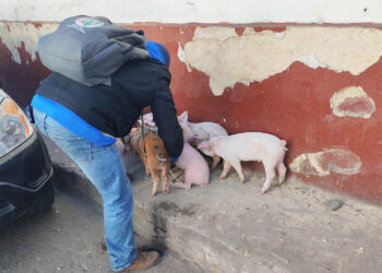 La crianza técnica de lechones ayuda al combate de la desnutrición aguda