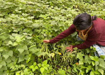 Las legumbres nutren y contribuyen al desarrollo económico de Guatemala