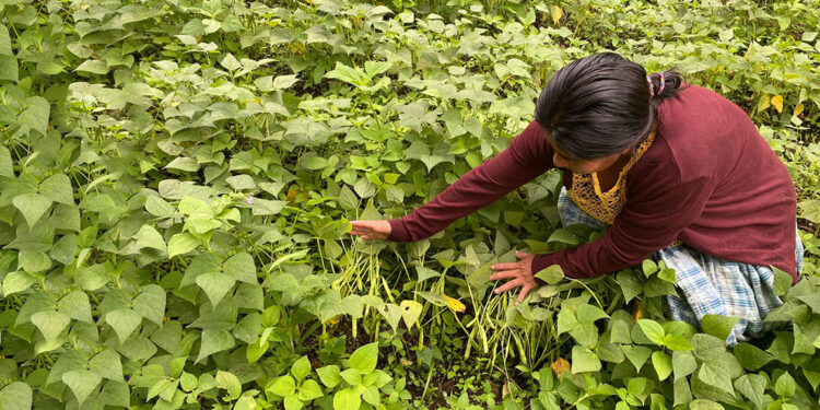 Las legumbres nutren y contribuyen al desarrollo económico de Guatemala