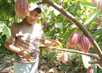 Más producción y mejores resultados para pequeños productores de cacao