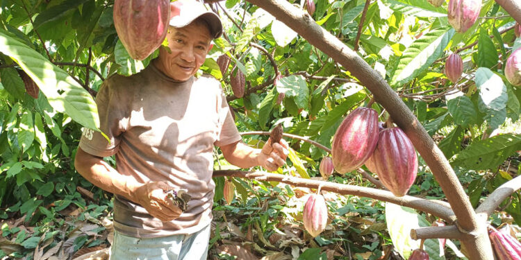 Más producción y mejores resultados para pequeños productores de cacao