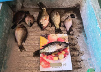 Mojarra negra lidera las capturas registradas en el lago de Atitlán