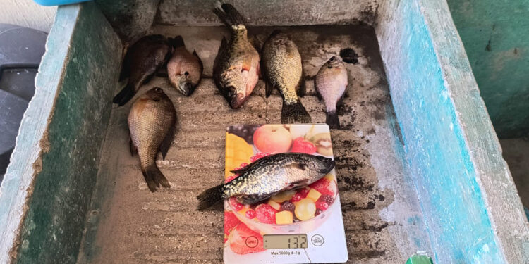 Mojarra negra lidera las capturas registradas en el lago de Atitlán