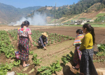 Monitorean el desarrollo de cultivos de cebolla en Zunil
