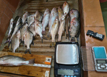 Monitoreo de peces en Izabal impulsa la pesca sostenible