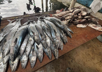 Monitoreo recopila datos clave de las especies de peces capturadas por la pesca artesanal