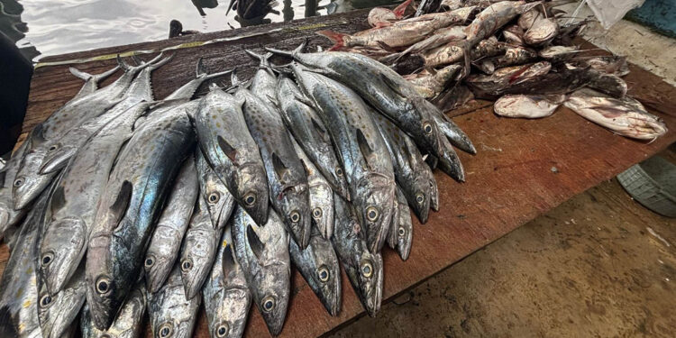 Monitoreo recopila datos clave de las especies de peces capturadas por la pesca artesanal