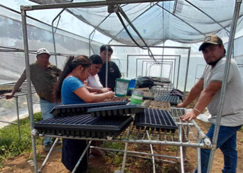 Mujeres agricultoras de Nahualá producirán 30 mil pilones en invernadero tecnificado