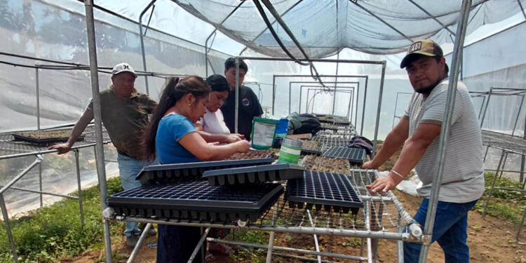 Mujeres agricultoras de Nahualá producirán 30 mil pilones en invernadero tecnificado