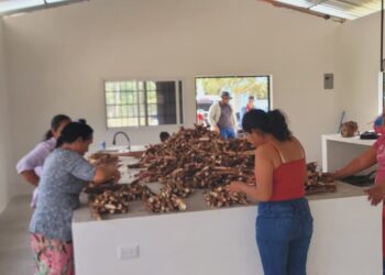 Mujeres impulsan emprendimiento con producción de yuca
