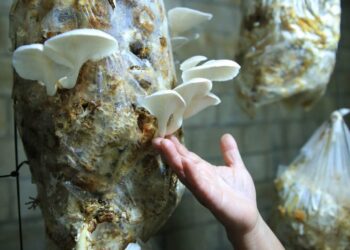 Optimizan nutrición y economía con la producción de hongo ostra