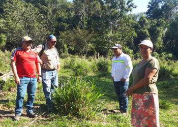 Pasto mejorado y mejores conocimientos fortalecen alimentación de bovinos en Alta Verapaz