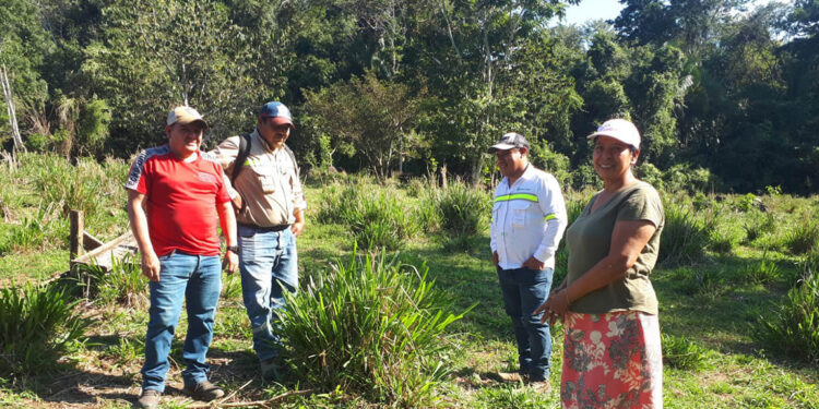 Pasto mejorado y mejores conocimientos fortalecen alimentación de bovinos en Alta Verapaz
