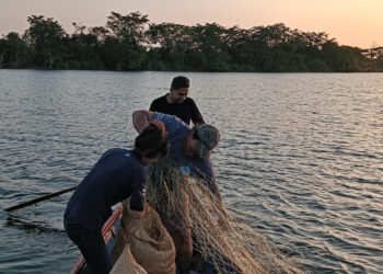 Pesca científica en el río San Pedro fortalece monitoreo de especies en Petén