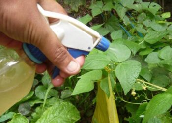 Plaguicidas orgánicos, la alternativa natural para proteger los cultivos