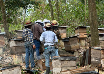 Producción apícola de San Marcos y Quetzaltenango fortalecida con asistencia técnica