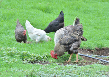 Producción para autoconsumo fortalece la seguridad alimentaria