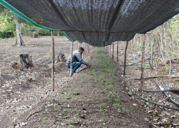 Productores de Santa Ana fortalecen sus huertos familiares