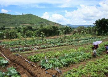 Productores deben aplicar medidas preventivas ante continuidad del frio y vientos