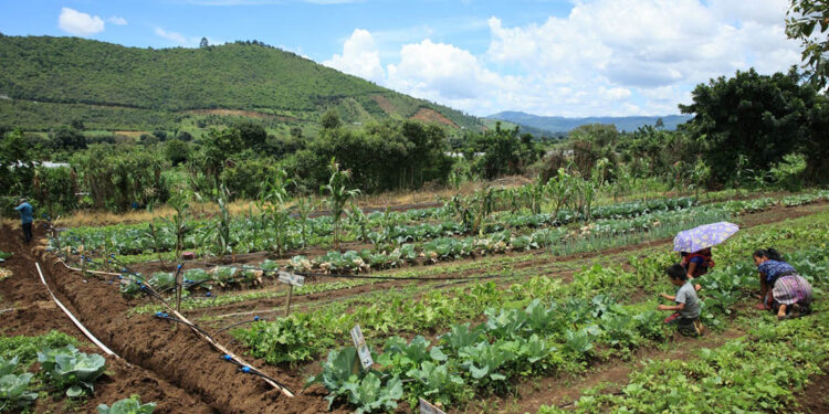 Productores deben aplicar medidas preventivas ante continuidad del frio y vientos