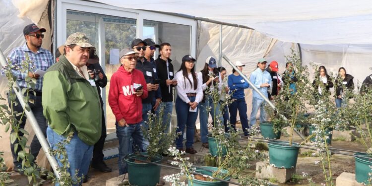 Productores fortalecen conocimientos técnicos para el manejo integral de arándanos