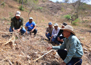 Productores fortalecen prácticas agrícolas para enfrentar el cambio climático
