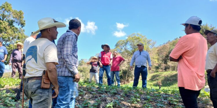 Promotores de CADER capacitados en manejo tecnificado de maíz y frijol