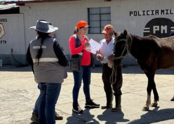 Promueven trato digno y responsable hacia équidos de trabajo