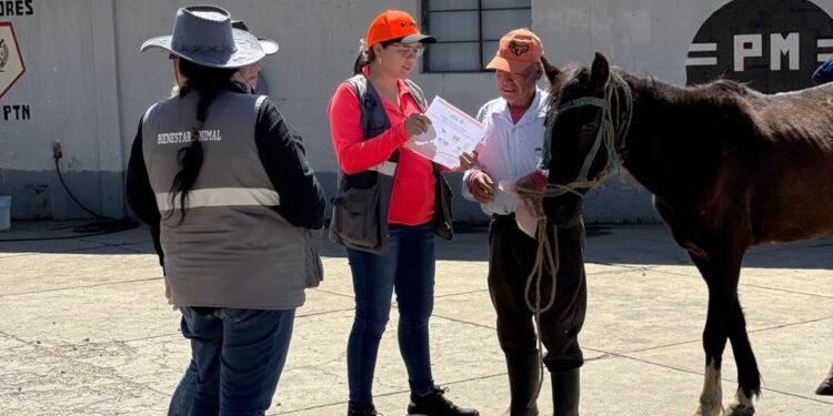 Promueven trato digno y responsable hacia équidos de trabajo